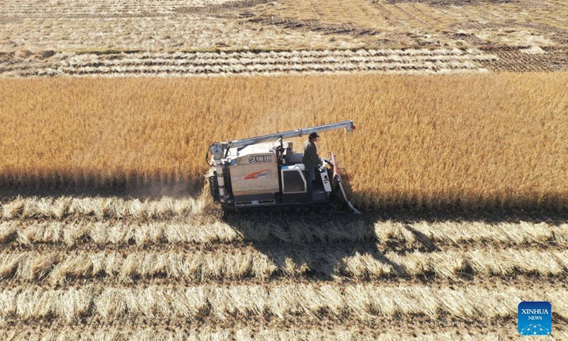 Aerial photo taken on Oct. 29, 2021 shows a farmer operating a harvester in a rice field in Luanzhou, north China's Hebei Province.(Photo: Xinhua)