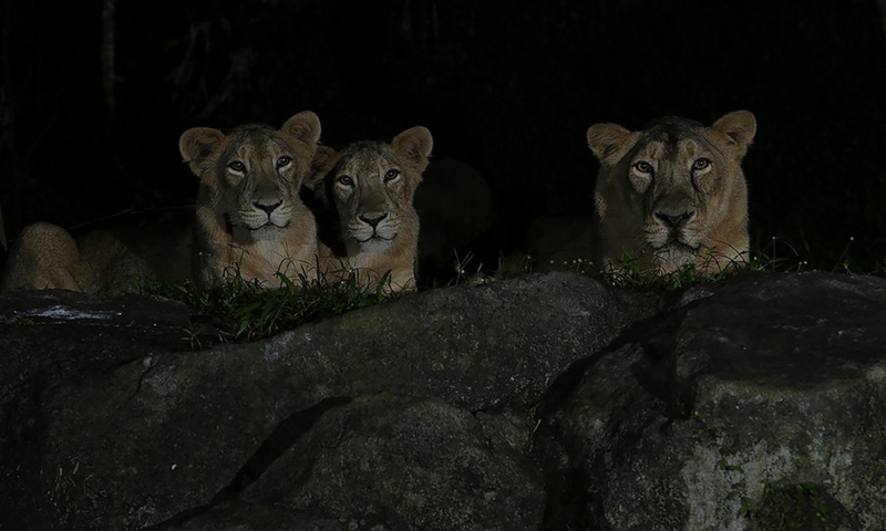 Photo shows the Asiatic lions in Singapore's Night Safari taken on Sept. 20, 2013.(Photo: Xinhua)