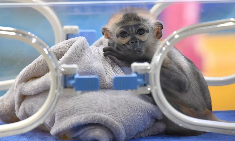 Photo taken on Nov. 10, 2021 shows the newborn Black-shanked Douc Langur in an incubator at Chimelong Primate Research Center in Guangzhou, capital of south China's Guangdong Province.(Photo: Xinhua)