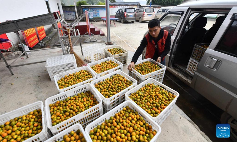 A villager carries baskets full of kumquat fruits in Banmao Village of Dajiang Town in Rongan County, south China's Guangxi Zhuang Autonomous Region, Nov. 19, 2021. Over 200,000 mu (about 13,333 hectares) of kumquat trees have recently entered harvest season in Rongan County. Over the last few years, authorities have promoted the kumquat planting business, which has become a pillar industry in increasing the income of local farmers. (Xinhua/Huang Xiaobang)