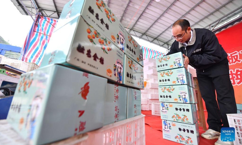 A villager packs kumquat fruits in Banmao Village of Dajiang Town in Rongan County, south China's Guangxi Zhuang Autonomous Region, Nov. 19, 2021. Over 200,000 mu (about 13,333 hectares) of kumquat trees have recently entered harvest season in Rongan County. Over the last few years, authorities have promoted the kumquat planting business, which has become a pillar industry in increasing the income of local farmers. (Xinhua/Huang Xiaobang)