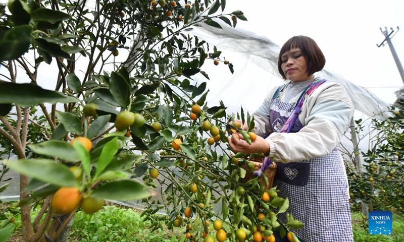 A villager harvests kumquat fruits in Banmao Village of Dajiang Town in Rongan County, south China's Guangxi Zhuang Autonomous Region, Nov. 19, 2021. Over 200,000 mu (about 13,333 hectares) of kumquat trees have recently entered harvest season in Rongan County. Over the last few years, authorities have promoted the kumquat planting business, which has become a pillar industry in increasing the income of local farmers. (Xinhua/Huang Xiaobang)