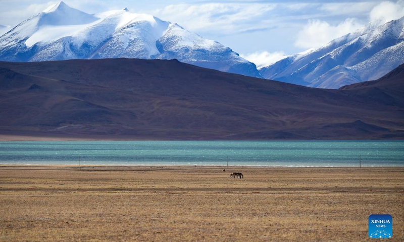 Photo taken on Sept. 24, 2021 shows Tibetan wild donkeys foraging by a lake on the Changtang Plateau, in southwest China's Tibet Autonomous Region. Changtang Plateau, as a key area of inland lakes in China, has a total lake area of over 25,000 square kilometers. It is also known by people for the number and high altitude of lakes. Photo: Xinhua