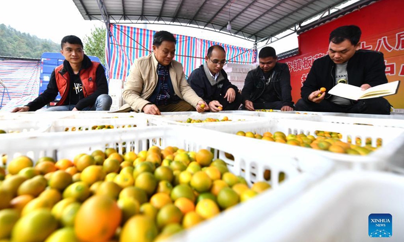 Fruit traders and villagers check the quality of kumquat fruits in Banmao Village of Dajiang Town in Rongan County, south China's Guangxi Zhuang Autonomous Region, Nov. 19, 2021. Over 200,000 mu (about 13,333 hectares) of kumquat trees have recently entered harvest season in Rongan County. Over the last few years, authorities have promoted the kumquat planting business, which has become a pillar industry in increasing the income of local farmers. (Xinhua/Huang Xiaobang)