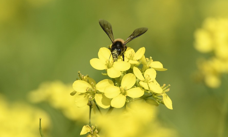 A honey bee sucks nectar of a mustard flower at a blossomed mustard field at Kampur village in Nagaon district of India's northeastern state of Assam, Nov. 27, 2021.Photo:Xinhua