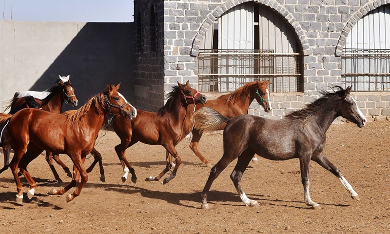 Horses run at a farm in the central province of Homs, Syria, on Nov. 11, 2021.(Photo: Xinhua)