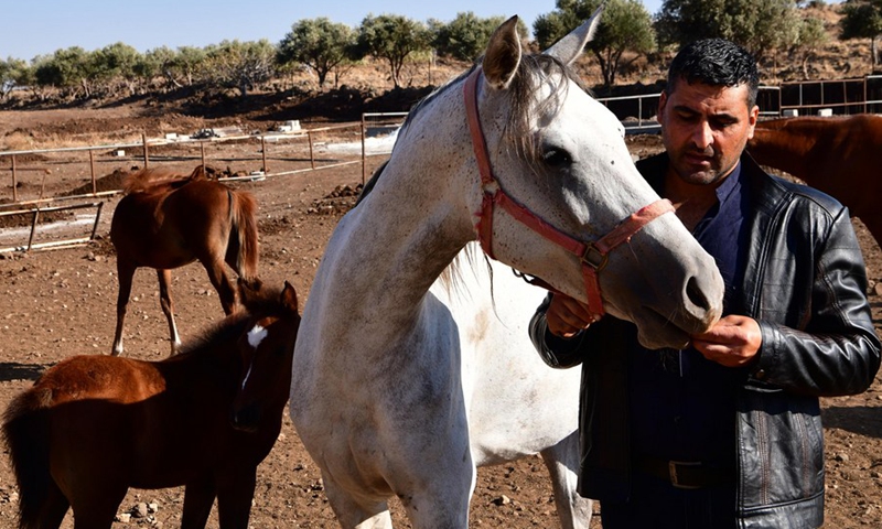 Jafar takes care of horses at a farm in the central province of Homs, Syria, on Nov. 11, 2021.(Photo: Xinhua)
