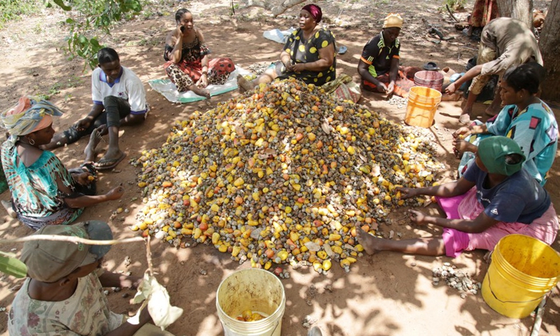 Farmers sit around a pile of harvested cashew fruit in Imekua village near Mtwara city, southeastern Tanzania, Sept. 24, 2020.(Photo: Xinhua)