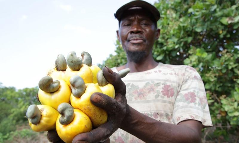 A farmer shows harvested cashew fruit in Imekua village near Mtwara city, southeastern Tanzania, Sept. 24, 2020.(Photo: Xinhua)