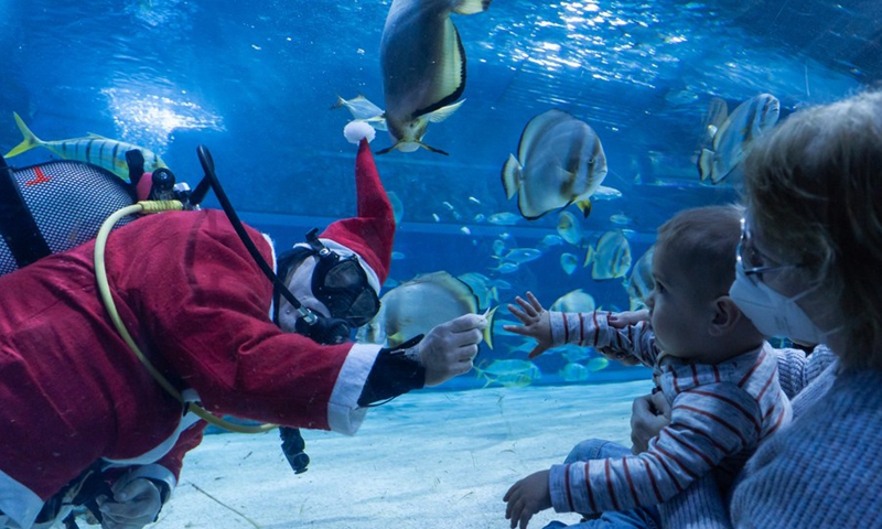 A scuba diver in Santa Claus costume swims in the shark tank as part of the Christmas celebrations in Tropicarium Shark Zoo in Budapest, Hungary on Dec. 2, 2021. (Photo: Xinhua)