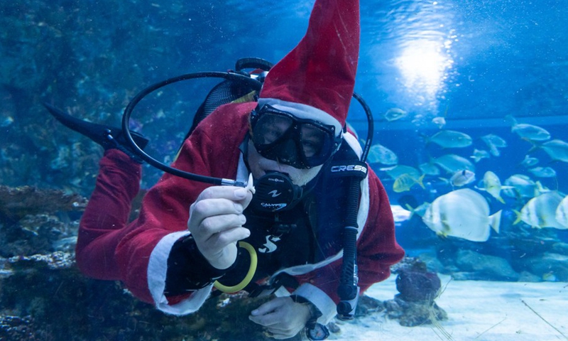 A scuba diver in Santa Claus costume swims in the shark tank as part of the Christmas celebrations in Tropicarium Shark Zoo in Budapest, Hungary on Dec. 2, 2021.(Photo: Xinhua)