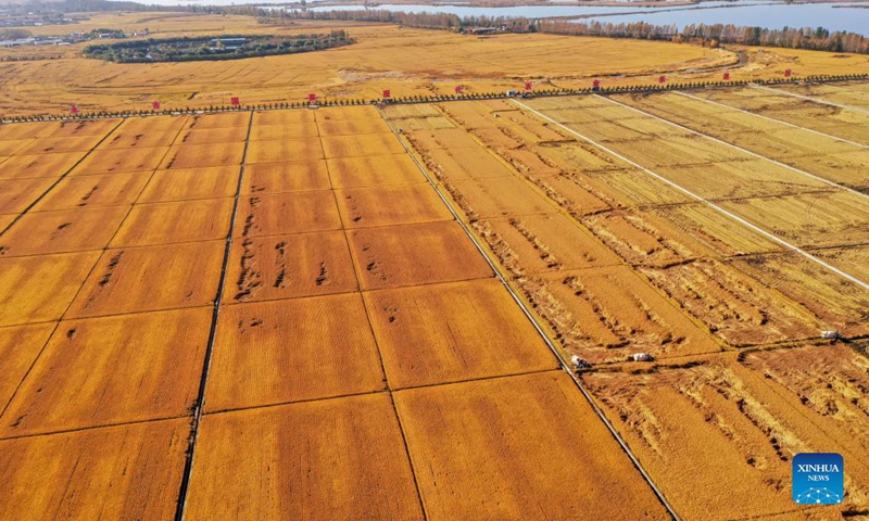 Aerial photo taken on Oct. 12, 2021 shows farmers harvesting rice in Yongji County of Jilin City, northeast China's Jilin Province. Jilin recorded a bumper grain harvest, with the total grain output reaching 40.39 million tonnes this year, up more than 2.36 million tonnes year on year, according to data released by the National Bureau of Statistics.(Photo: Xinhua)