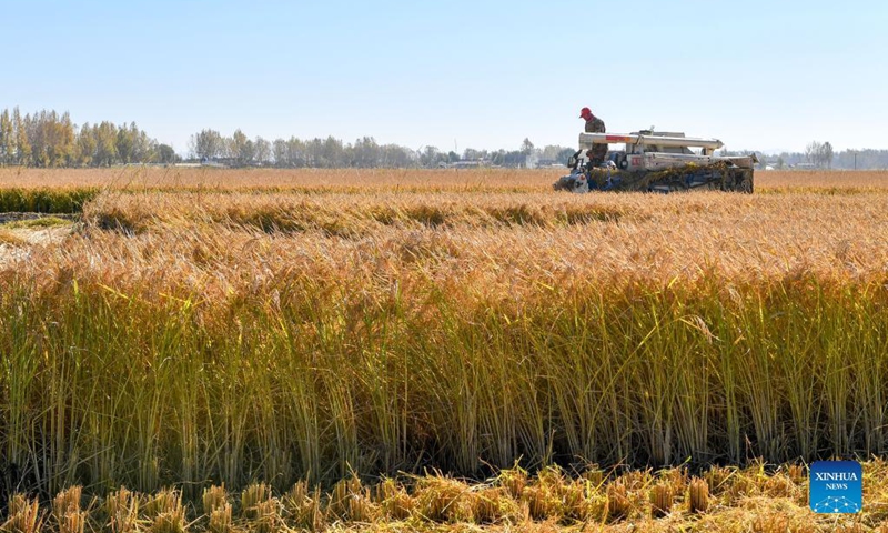 Photo taken on Oct. 12, 2021 shows a farmer harvesting rice in Yongji County of Jilin City, northeast China's Jilin Province. Jilin recorded a bumper grain harvest, with the total grain output reaching 40.39 million tonnes this year, up more than 2.36 million tonnes year on year, according to data released by the National Bureau of Statistics.(Photo: Xinhua)