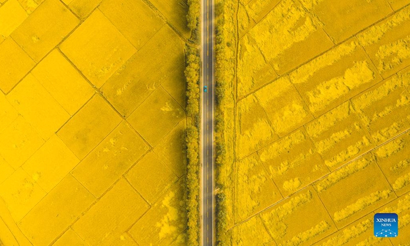 Aerial photo taken on Oct. 1, 2021 shows a view of the paddy fields in Yongji County of Jilin City, northeast China's Jilin Province. Jilin recorded a bumper grain harvest, with the total grain output reaching 40.39 million tonnes this year, up more than 2.36 million tonnes year on year, according to data released by the National Bureau of Statistics.(Photo: Xinhua)