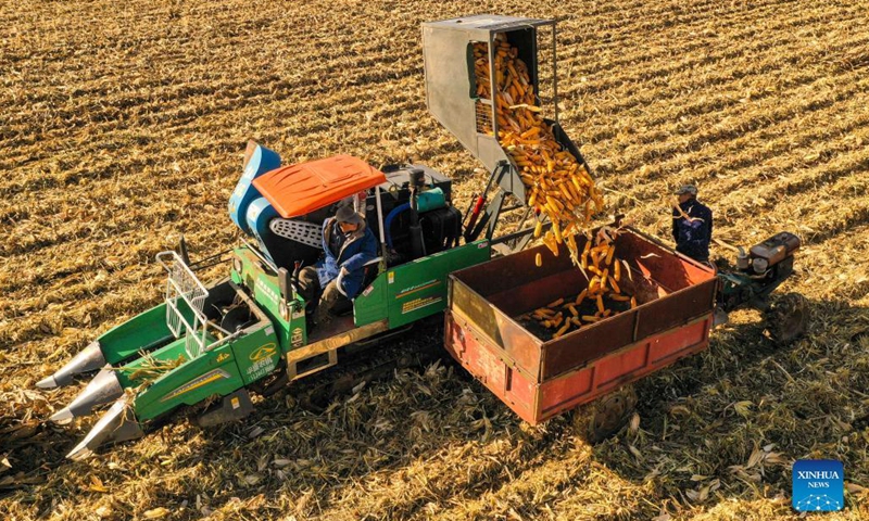 Aerial photo taken on Oct. 10, 2021 shows farmers harvesting corns in Huapichang Town of Jilin City, northeast China's Jilin Province. Jilin recorded a bumper grain harvest, with the total grain output reaching 40.39 million tonnes this year, up more than 2.36 million tonnes year on year, according to data released by the National Bureau of Statistics.(Photo: Xinhua)