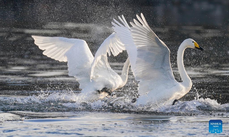 Swans are pictured on the Qingshui river in Miyun District of Beijing, capital of China, Dec. 7, 2021.(Photo: Xinhua)