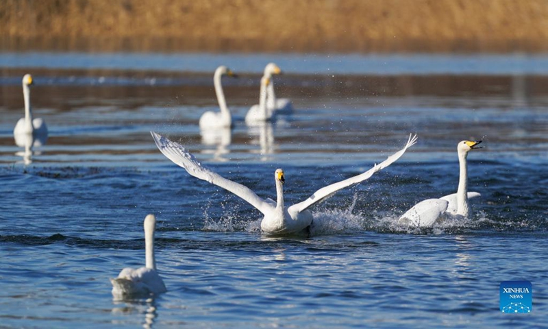 Swans are pictured on the Qingshui river in Miyun District of Beijing, capital of China, Dec. 7, 2021.(Photo: Xinhua)