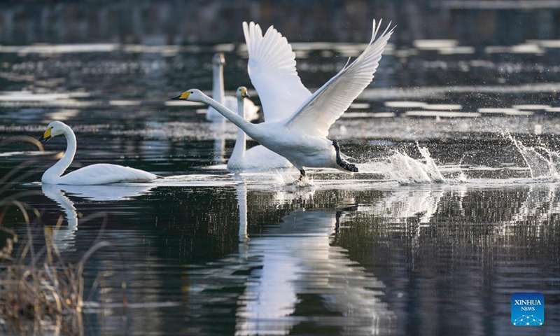 Swans are pictured on the Qingshui river in Miyun District of Beijing, capital of China, Dec. 7, 2021.(Photo: Xinhua)