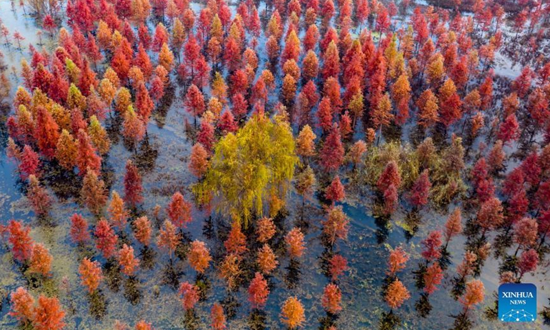 Aerial photo taken on Dec. 10, 2021 shows the scenery of a wetland in Panlong District in Kunming, southwest China's Yunnan Province. The wetland is located at Songhuaba water source reserve, also the upper reaches of the Dianchi Lake.Photo:Xinhua