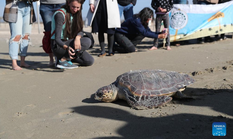 People watch and take photos as sea turtles are released back to the sea at the HaBonim Beach near Israel's northern city of Haifa on Dec. 10, 2021. The sea turtles that were injured during fishing incidents earlier this year were released back to the sea Friday by the Israeli Sea Turtle Rescue Centre following their treatment and full recovery.Photo:Xinhua