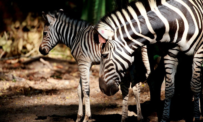 A five-day-old plains zebra (L) is seen at the Zoological Gardens in Yangon, Myanmar, Dec. 11, 2021.(Photo: Xinhua)