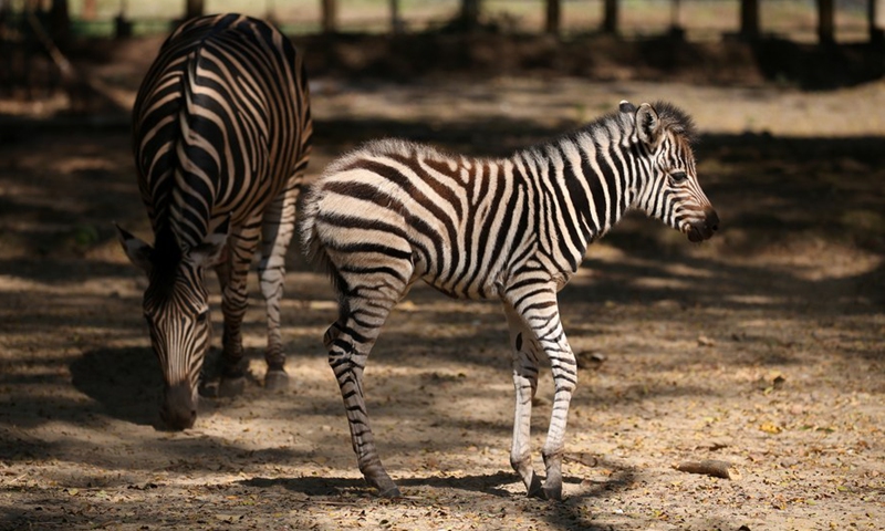 A five-day-old plains zebra (Front) is seen at the Zoological Gardens in Yangon, Myanmar, Dec. 11, 2021. (Photo: Xinhua)