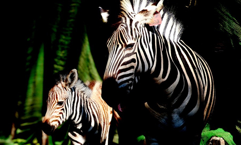 A five-day-old plains zebra (L) is seen at the Zoological Gardens in Yangon, Myanmar, Dec. 11, 2021.(Photo: Xinhua)