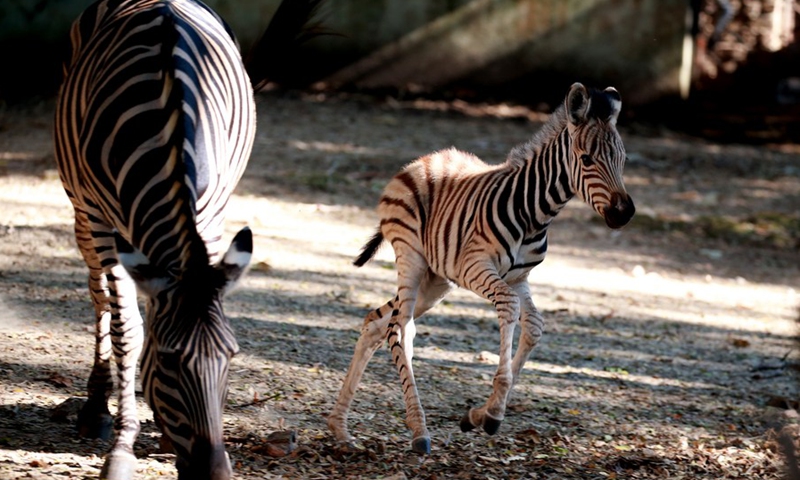 A five-day-old plains zebra (R) is seen at the Zoological Gardens in Yangon, Myanmar, Dec. 11, 2021.(Photo: Xinhua)