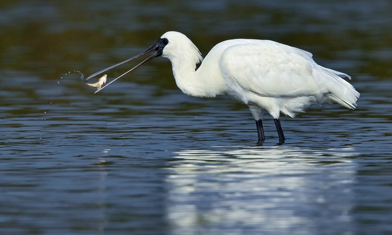 A black-faced spoonbill forages in Panshan Village of Xinzhou Town in Danzhou City, south China's Hainan Province, Jan. 19, 2021.(Photo: Xinhua)