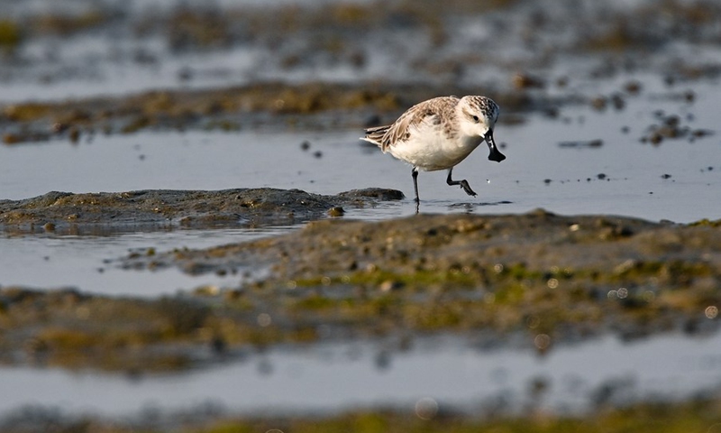 A spoon-billed sandpiper forages at Xinyingwan mangrove nature reserve in Danzhou, south China's Hainan Province, Jan. 19, 2021.(Photo: Xinhua)