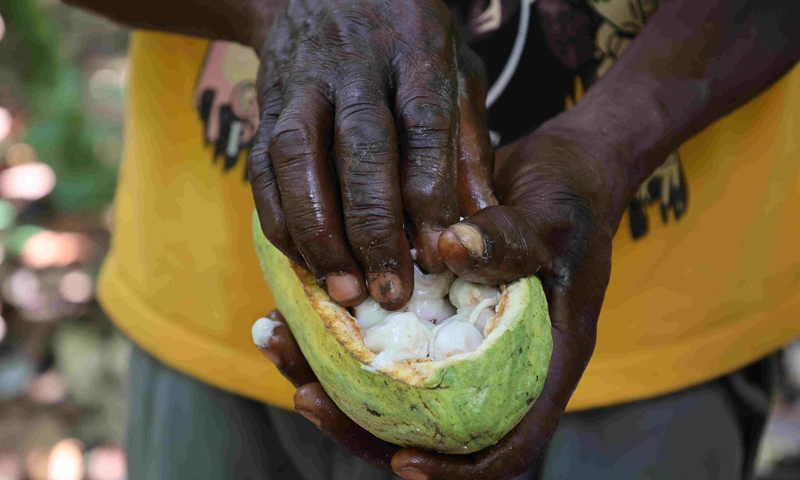 A Ghanaian farmer checks fresh cocoa beans at a plantation in the East Region, Ghana, on Nov. 15, 2021. (Photo: Xinhua)