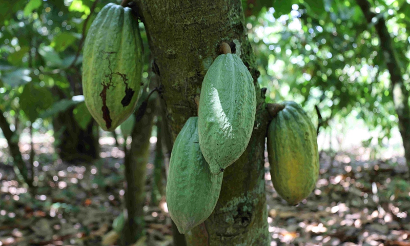 This photo taken on Nov. 15, 2021, shows a cluster of cocoa fruits at a plantation in the East Region, Ghana. (Photo: Xinhua)