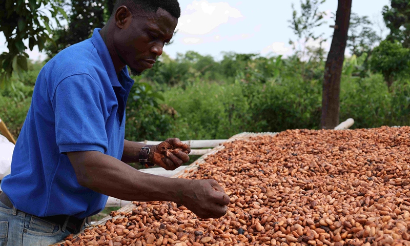 A Ghanaian farmer dries cocoa beans under the sun at a plantation in the East Region, Ghana, on Nov. 15, 2021.(Photo: Xinhua)