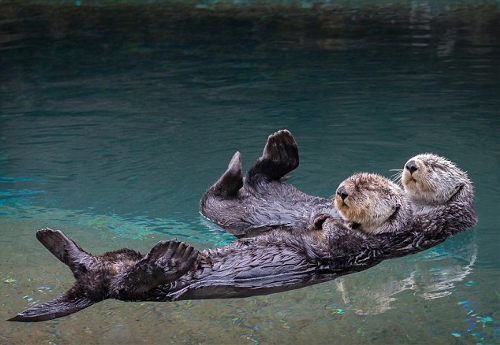 Dozy otters hold hands while taking nap - Global Times