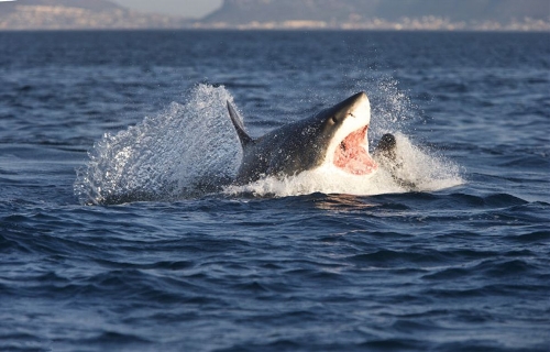 Great White sharks hunt seals in South Africa - Global Times