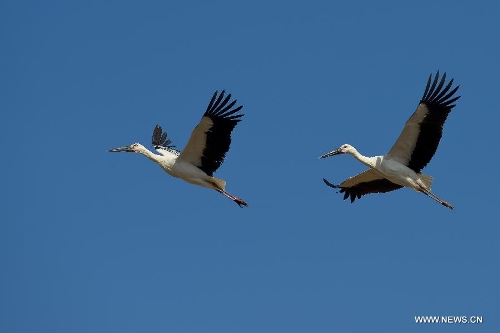 Nature reserve in Jiangsu attracts rare birds to overwinter - Global Times