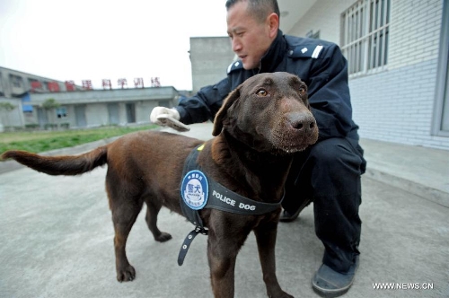 Police dog on duty for first time in Chengdu - Global Times