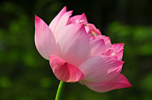 Delicate lotus In Yuanmingyuan Park - Global Times