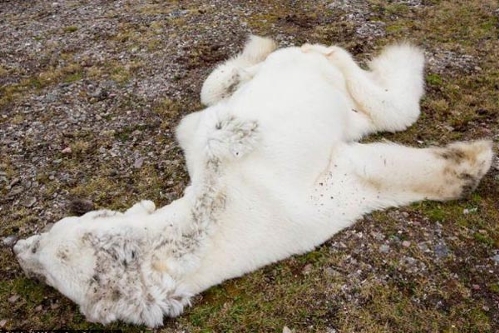 Polar bear starved to death because of climate change - Global Times