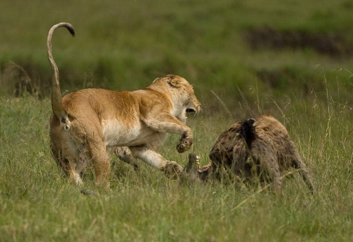 Lions VS hyenas: the winner take it all - Global Times