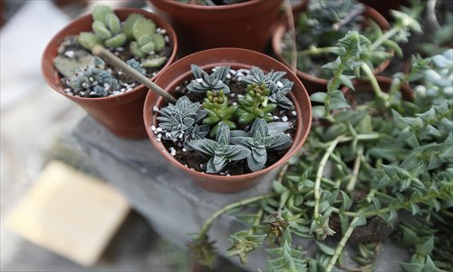 Succulents Sweep Shanghai - Global Times