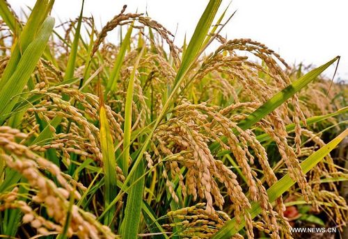 NE China expects good grain harvest - Global Times