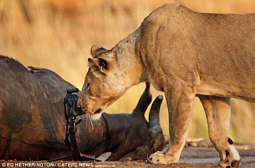 Lioness steals photographer's camera - Global Times