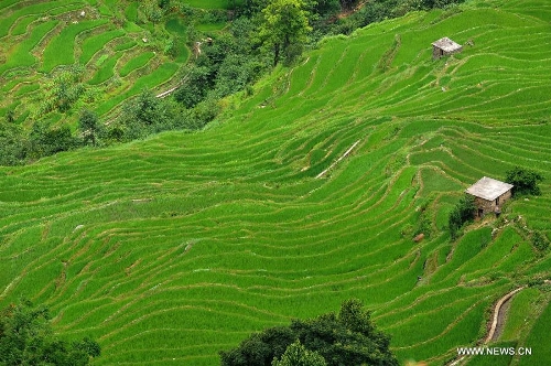 Scenery of Honghe Hani Rice Terraces in SW China - Global Times