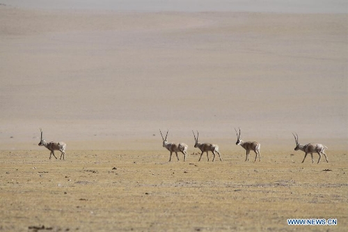 Tibetan antelopes in Qiangtang natural reserve begin migration - Global ...