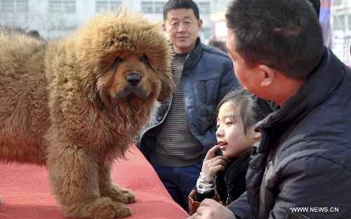 Tibetan mastiff exhibition kicks off in China's Hebei - Global Times