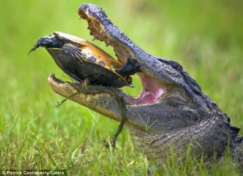 Real battle of crocodile and turtle: sticking in jaw - Global Times