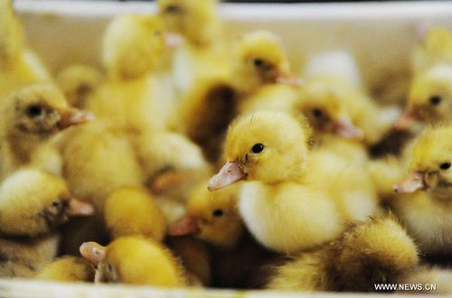 Duck breeding business in E China's Shandong Province - Global Times