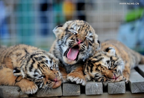 Tiger cub triplets meet with public at zoo in Shenyang - Global Times