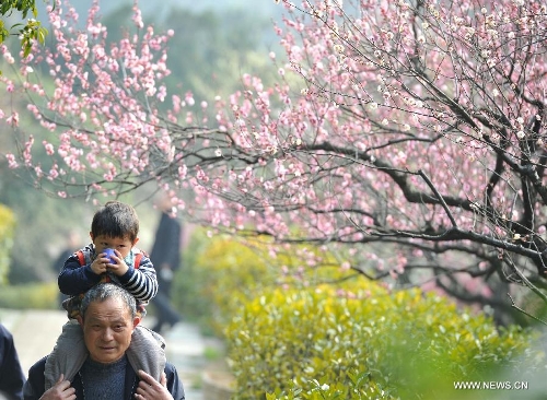 Plum blossoms begin to bloom as temperature rises in China's Jiangsu ...